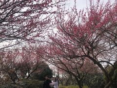 -杭州半山国家森林公园