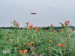 -空港花田景区