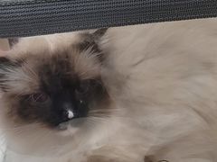 -瑞派康怡24h宠物医院·犬猫医疗中心·微创绝育(瑞景分院)