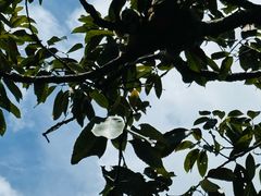 -野象谷景区