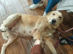 -瑞派动物医院·绝育·犬猫全科·预防医学(光景江南中店)