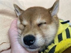 -逗柴咖啡屋·狗咖猫咖宠物桌游