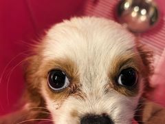 -翊宠yipet猫狗购宠庄园犬舍•猫舍