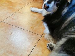 -more than meow吴止猫主题餐厅(承德 中船汇店)