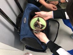 -美美宠物诊疗中心·异宠·骨科(滨江东信分院)