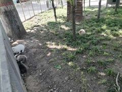 -保定市动物园