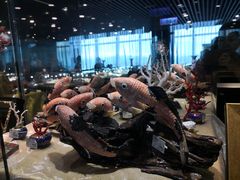 -绮丽珊瑚(台北101旗舰门市店)