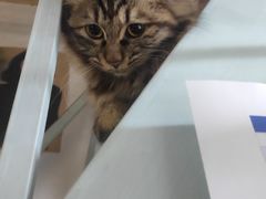 -纳吉亚猫专科动物诊疗中心(蒋宅口分院)