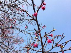 -天适樱花悠乐园