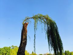-青枫公园