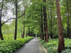 -上海滨江森林公园