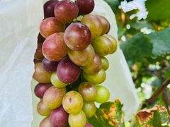 -马陆小张葡萄园农家乐