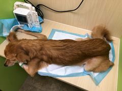 -美联众合动物医院·24h转诊中心