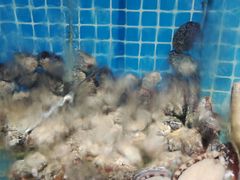 -范饭椰林川湘味海鲜·椰子鸡(三亚湾椰梦长廊店)