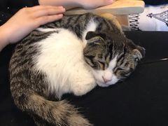 -平行世界·猫咖(首经贸店)