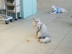 -怪兽屋·羊驼·猫咖·狗咖(俊华广场店)