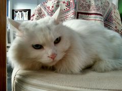 android_upload_pic-Anne猫窝咖啡屋