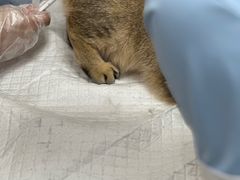 -博特宠物医院24h犬猫全科.骨科·异宠