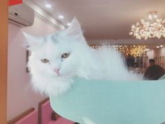 -Sweet cat·星愿猫咖(国贸大厦店)