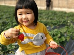 -庞各庄翠芳园西瓜蔬菜基地采摘园