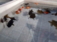 -华声天桥民俗文化园