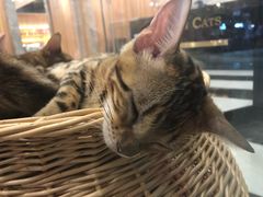 -袖虎·猫馆(体育西路店)