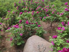 -洛阳市隋唐城遗址植物园