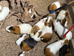 -萌宠奇缘(荣鼎店)