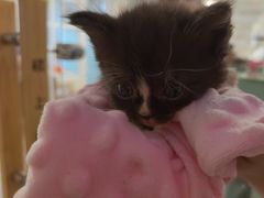 -楼上猫咖(罗湖店)