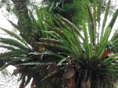 -广西壮族自治区药用植物园