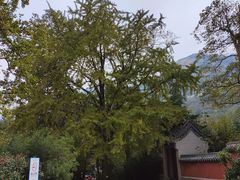 -青岛崂山太清宫