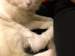 -more than meow吴止猫主题餐厅(承德 中船汇店)