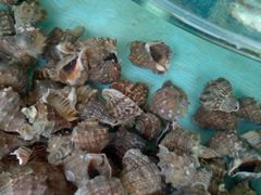 -沿海渔家院海鲜烧烤·东北菜(东戴河店)