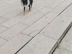 -萌兽医馆·犬猫专科·眼科中心·宠物医院(朝阳门分院)