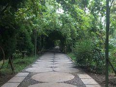 -合肥滨湖国家森林公园