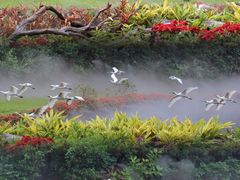-广州长隆飞鸟乐园