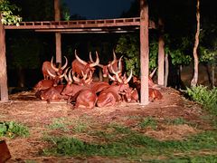 -清迈夜间动物园