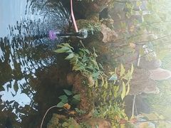 -邛海景风火盆烧烤(大石板古村二分店)
