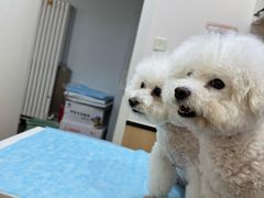-瑞派·关忠动物医院猫科外科·异宠·24小时转诊中心(祥云店)