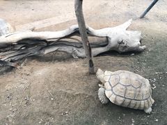 -白洋淀景区