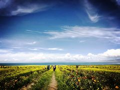 -青海湖国家重点风景名胜区