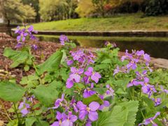 -上海共青森林公园