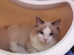 -爪爪喵星球·猫舍(前海卓越店)