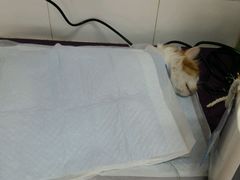 android_upload_pic-美联众合动物医院·24h京西诊疗中心