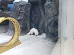 -海合安青岛极地海洋公园