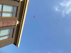 -成都安仁福朋喜来登酒店