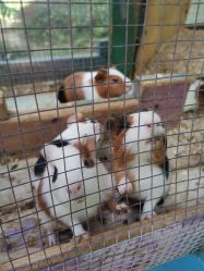 -萌宠亲子动物乐园(槐房万达店)