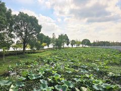 -苏州阳澄半岛英迪格酒店