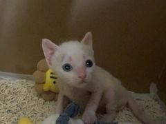 -瑞鹏宠物医院·骨科·猫科·内科(第一中心)