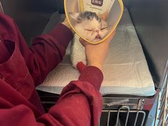 -瑞派福兴宠物医院犬猫全科·骨科·中西医结合(河东店)